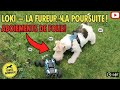 Loki s'éclate avec une voiture RC 🚗😍
