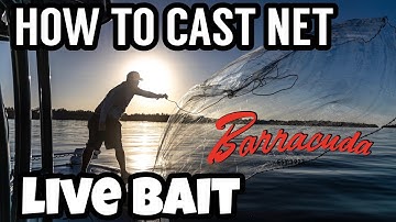 How to chum and catch bait with a Cast net : White bait / pinfish
