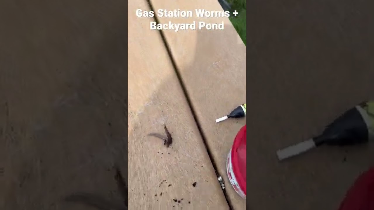 Gas station worms+pond = fun YouTube