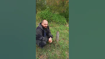 Не давайте бобрам грызть деревья