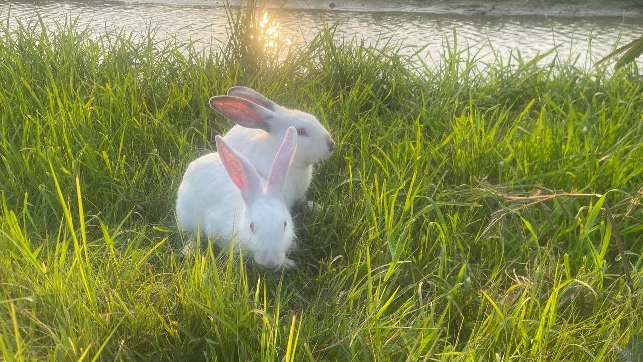 The Moment This Bunny Showed How Smart and Cute It Is 🧠💖🐰