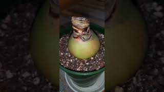#ОБЗОР КОМНАТНЫХ ЦВЕТОВ после пересадки👩‍🌾