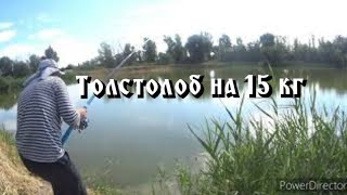 видео: Трофейный толстолоб:  картинка: Трофейный толстолоб: