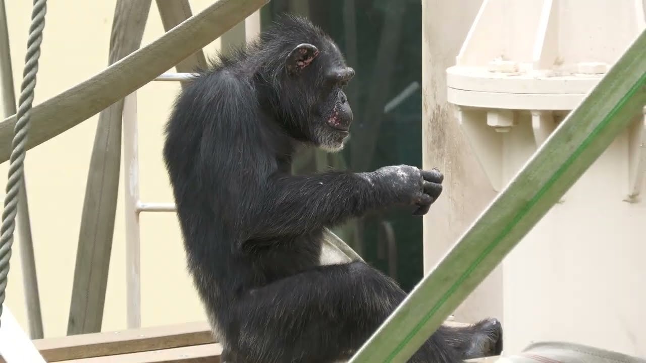 チンパンジー (東山動植物園) 2023年6月25日 - YouTube