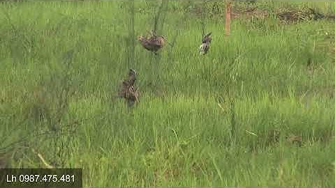 Chia sẻ Làm Bãi Bẫy Chim Rẽ Giun? Làm 150 con đơn giản