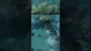 baby SHARKS love BELLY RUBS #fishing #shark #ocean #viral baby SHARKS love BELLY RUBS #fishing #shark #ocean #viral
