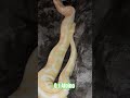 0.1 Albino #albino #ophelia #snake #reptiles #lifeisbutadream #python #breeding #wildlife #serpent