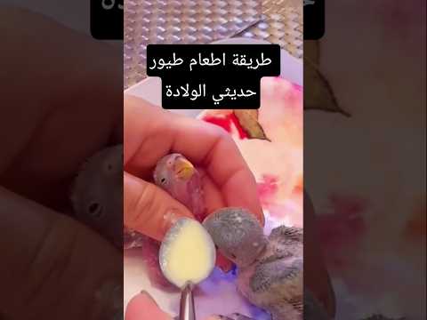 طريقة إطعام عصافير حديثي الولادة خطوة بخطوة كيف تعتني بفراخ العصافير الصغير اكسبلور اليمن طيور