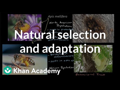Natural selection and adaptation | High school biology | Khan Academy