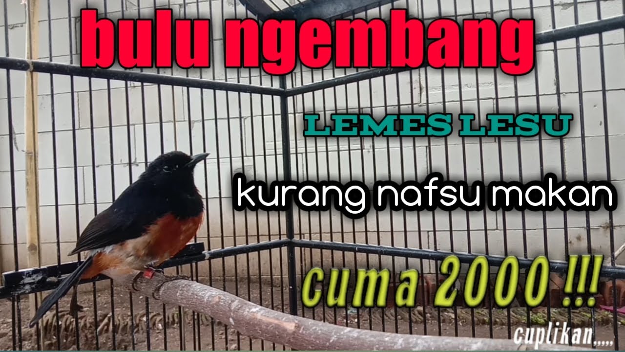 Cukup murah murai bulu mengembang Sembuh