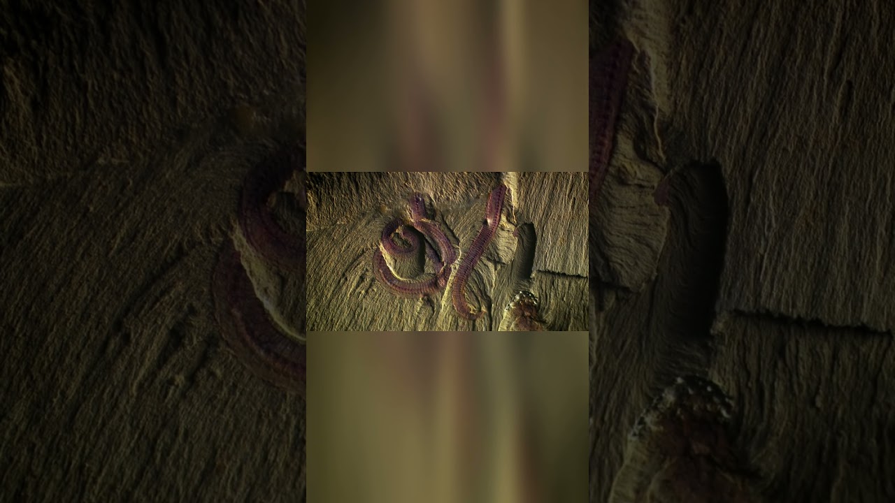 🌿✨ Wonders of the Animal Kingdom: Beauty in Every Feather and Fur 🐾🕊️