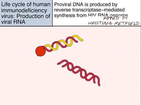 Video: Hostitelský Protein SAMHD1 Omezuje Endogenní Reverzní Transkripci HIV-1 V Nedělících Se Makrofázích