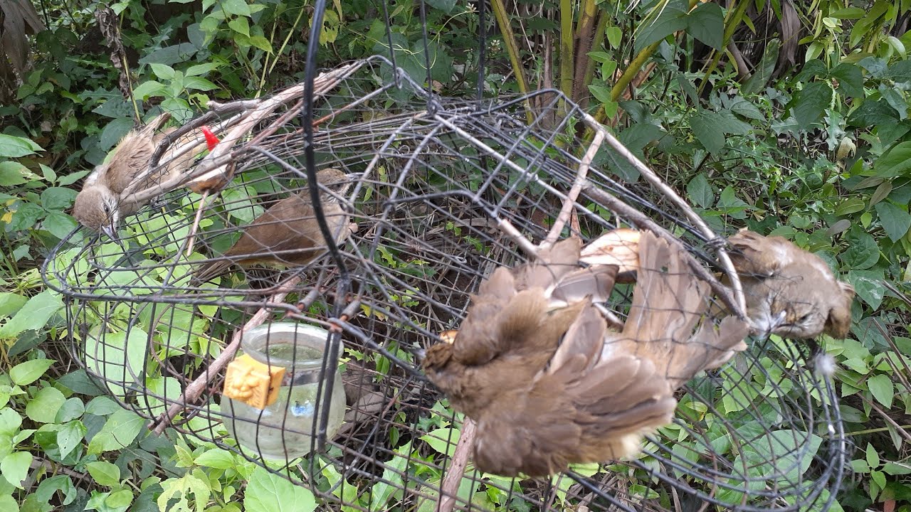 Đi bẩy chim hoành hoạch rặp chổ chim nhiều vô số