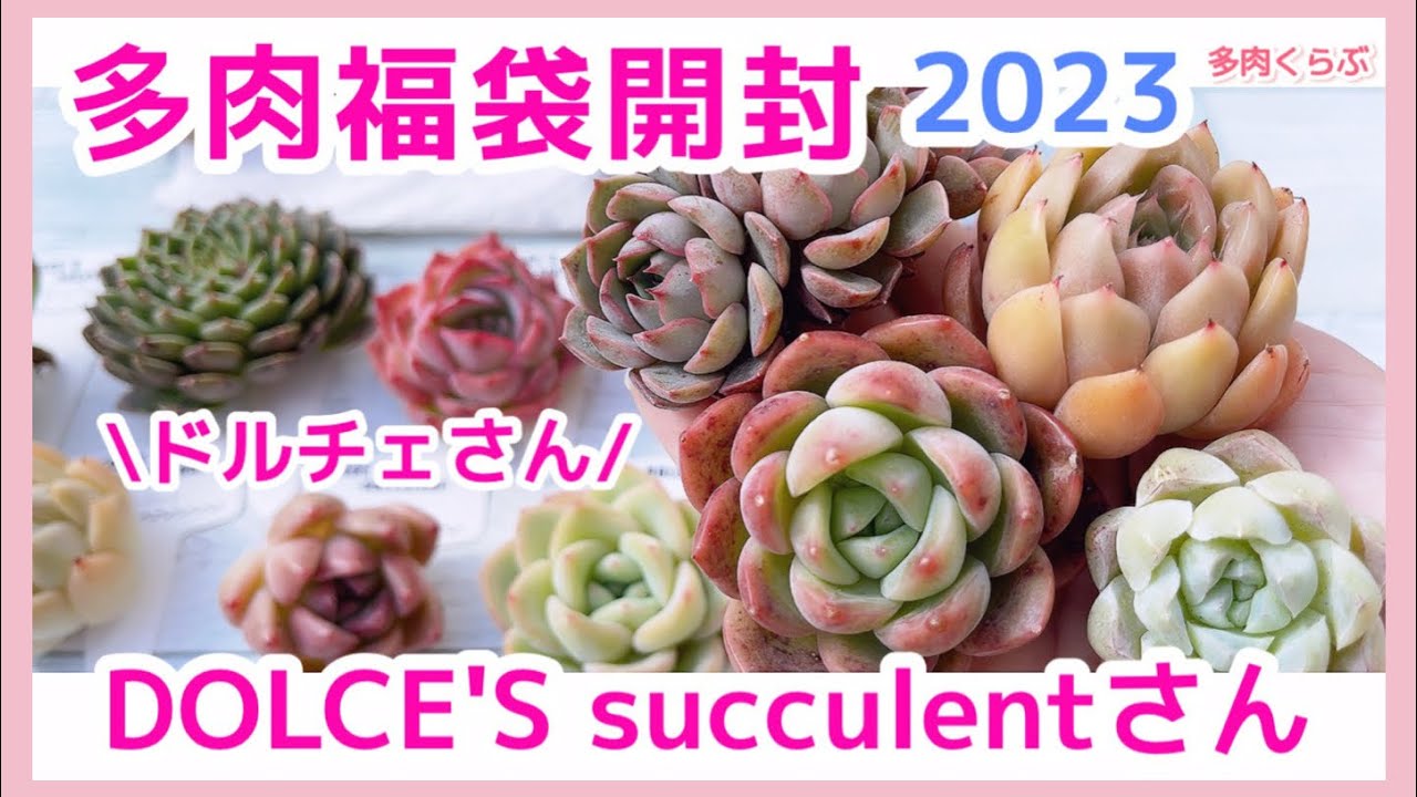 多肉植物】多肉福袋開封第3弾❣️「ドルチェさん」【2023福袋】 - YouTube