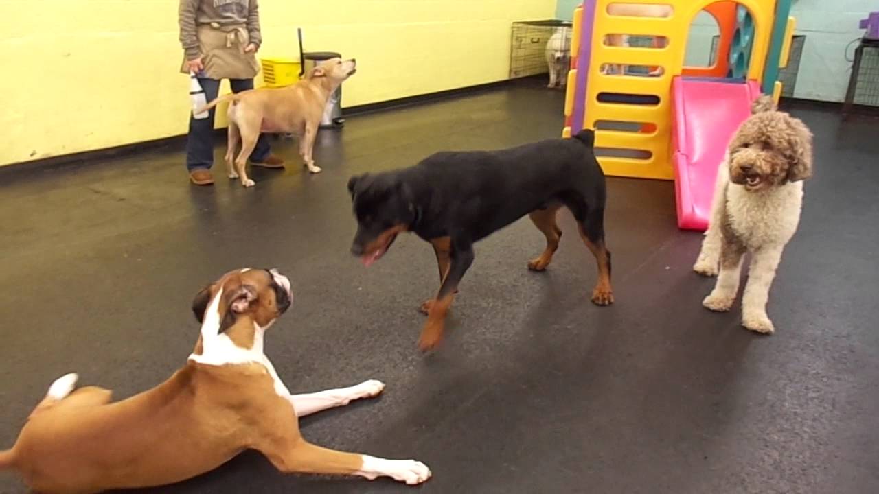 The Barking Lot 12/5/14 MAH03441 YouTube