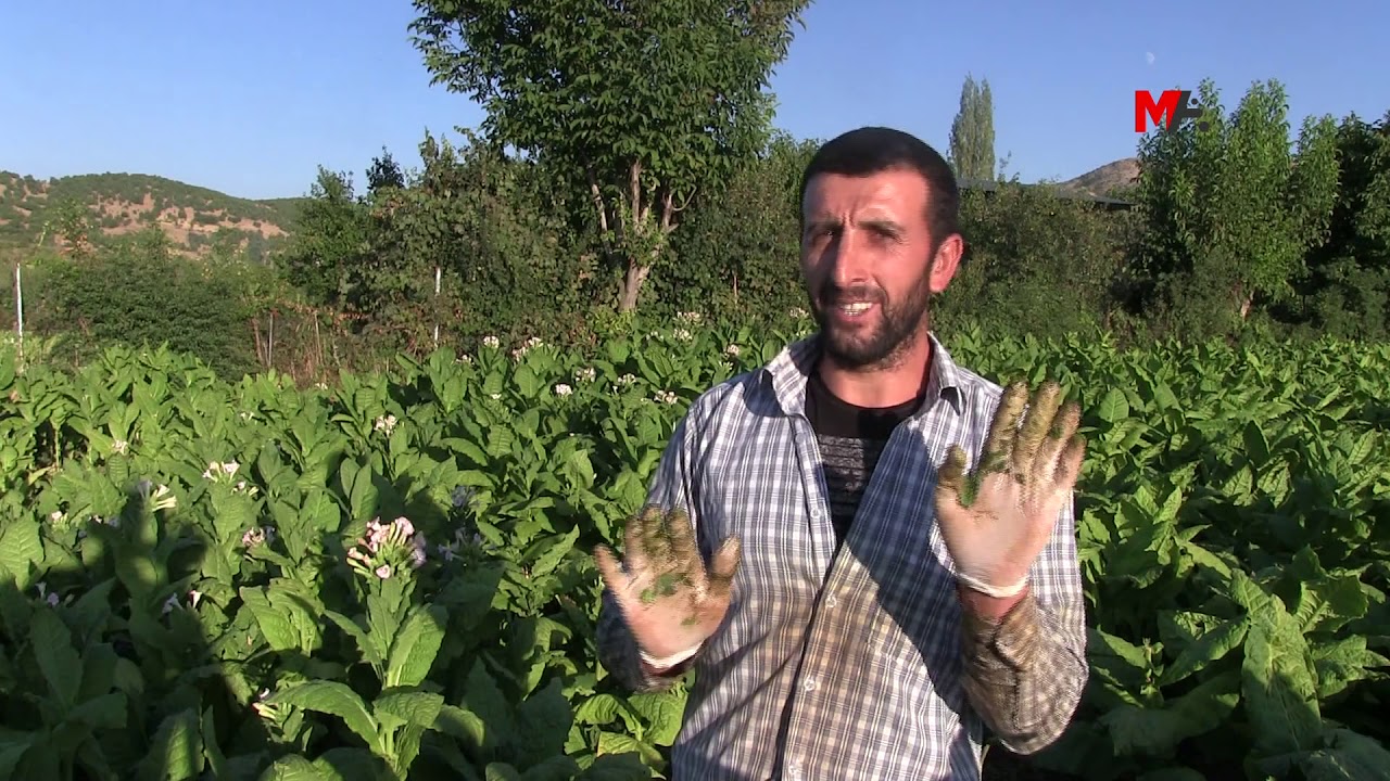 İşsiz kalınca tütüne başladı!