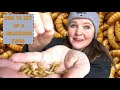 How To Set Up A Mealworm Farm: Why Should I Give My Chickens More Protein Moulting Hard Winter Eggs