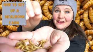 How To Set Up A Mealworm Farm Why Should I Give My Chickens More Protein Moulting Hard Winter Eggs