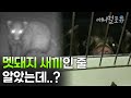 어라..? 멧돼지 새끼인 줄 알았는데😱 여자를 습격한 야생 동물의 정체 | KBS 생활의 발견 170518 방송