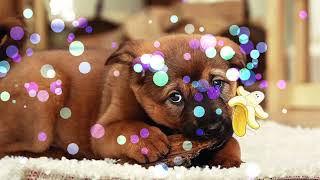 Puzzles animals | puzzle little dog | the puzzle | jigsaw screenshot 5