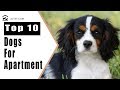 Best Apartment Dogs - Top 10 Best Dog Breeds For Apartment Living