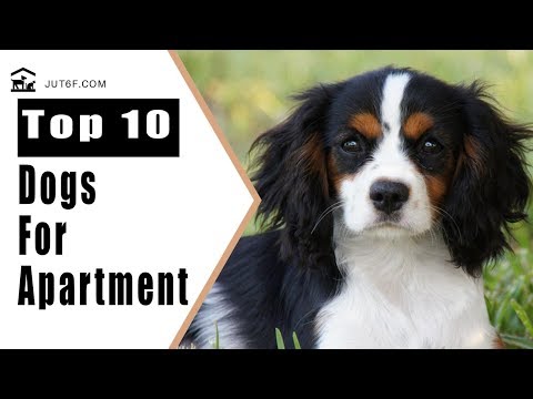 best-apartment-dogs---top-10-best-dog-breeds-for-apartment-living