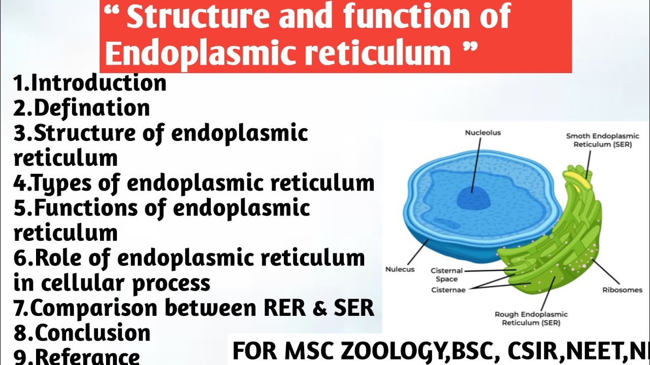 Structure and function of endoplasmic reticulum | Type | Function role ...