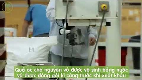 Thu hoạch hạt óc chó mỹ