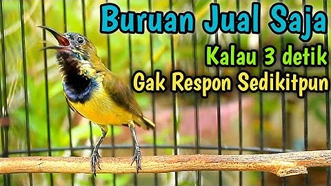 SOGON TROTOL NGERIWIK LANGSUNG GACOR NGKLEPER NEMBAK PANJANG DENGAR PANCINGAN INI]