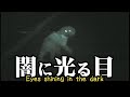 わんことナイトショット(赤外線撮影モード）で夜の散歩～eyes shining in the dark～【トイプードル　ぷーすけ】