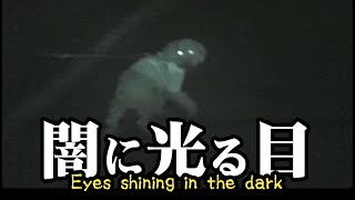 わんことナイトショット(赤外線撮影モード）で夜の散歩～eyes shining in the dark～【トイプードル　ぷーすけ】