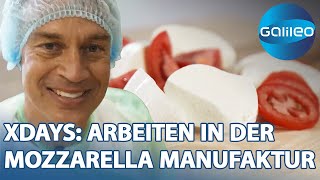 125.000 Kugeln am Tag: Harro schuftet 2 Tage lang in der Mozzarella Manufaktur | Galileo | ProSieben