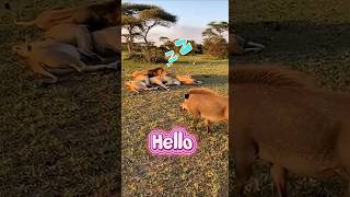Warthog Wakes Up Sleeping Lions! (Epic Prank) ^_^. #shorts #short #funny