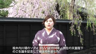 2012年5月2日　武家屋敷の枝垂れ桜　～留学生から見た角館の桜まつり～ 3