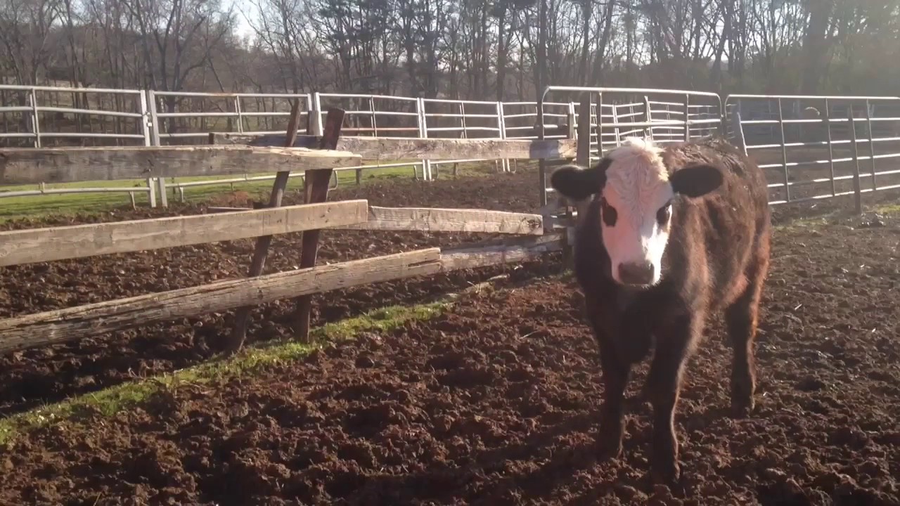 Feeding around the barn