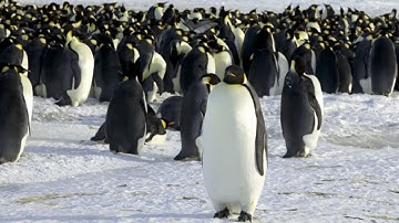 Khám phá những điều thú vị về loài chim cánh cụt