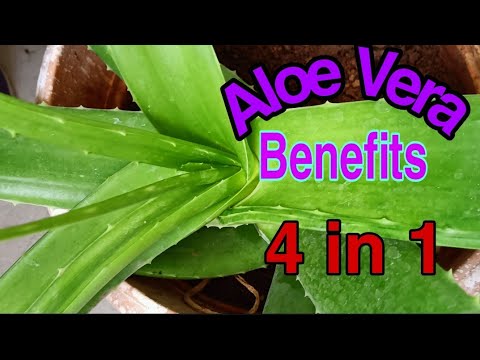 Video: Aloe Vera Juice - Applikasjon For Ansikt, Hår. Aloe Juice Behandling