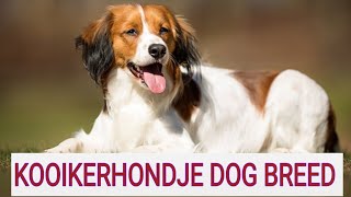 KOOIKERHONDJE DOG BREED/AGILE/ALERT/TERRITORIAL/AMAZING ANIMALS/MUST WATCH VIDEO