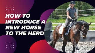 How to Introduce a New Horse to the Herd | Daily Needs Studio