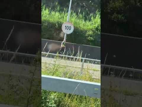 Monte Ceneri, galleria chiusa per un cerbiatto in autostrada: le immagini