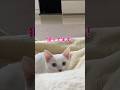 弟猫に狩りの標的にされる飼い主