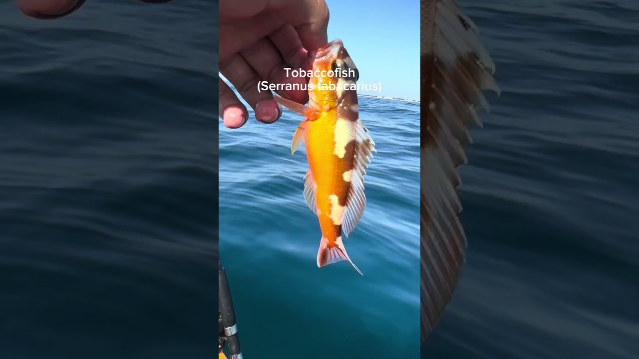 Offshore Kayak Fishing South Florida Fish Kayakfishing Catchingfish Saltwater