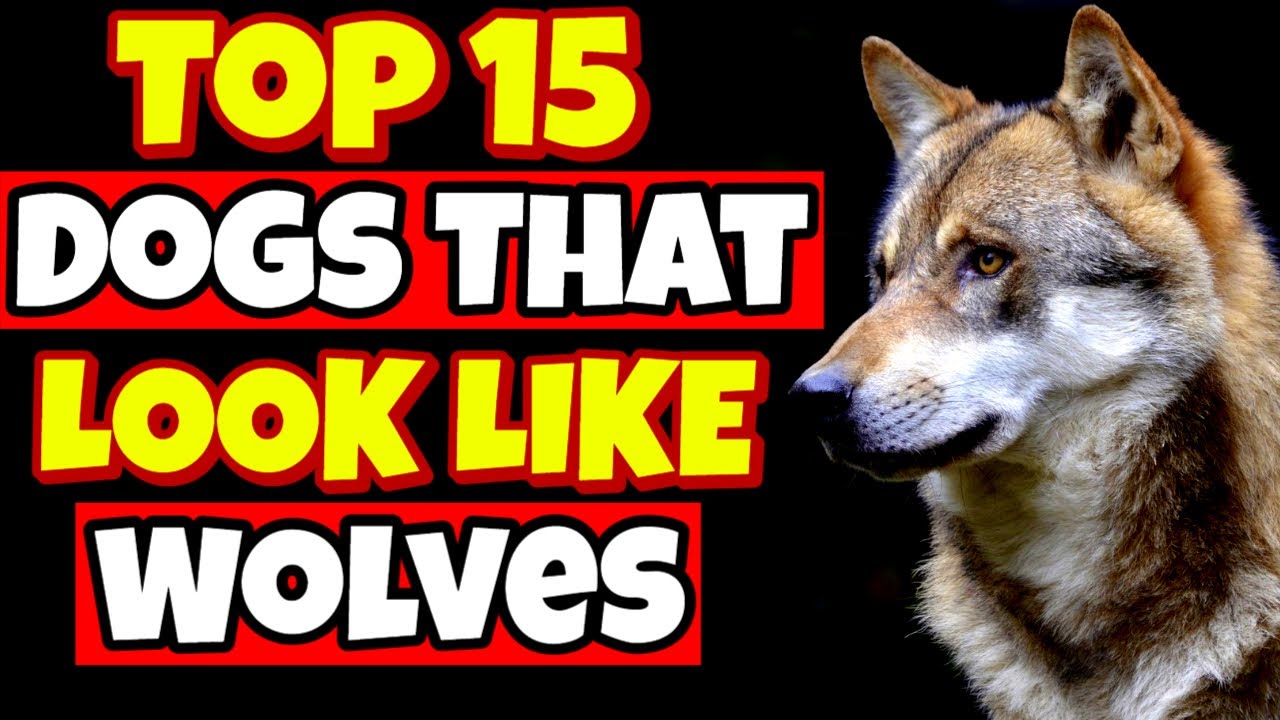 Top 15 Dog Breeds That Look Like Wolves 🐺 Wolf Dogs! YouTube