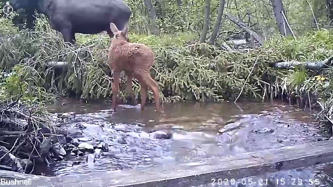 Лосиха и Лосенок - YouTube