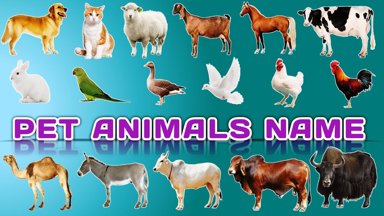 Pet Animals | Domestic Animals | Animals name | 20 Pet Animals Name in  english | MJ36 - YouTube