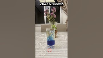 Lava Lamp #shorts cool #science experiment, magic or science?