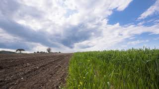 Divided Landscape Wheat Field Time Lapse with Great Sky