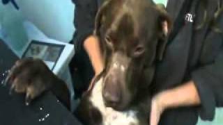 Toby 2011 10801.Wmv