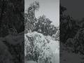#paysage #foret #snow Chutes de neige