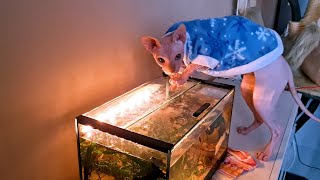 Dobby Shows How He Got Into The Aquarium